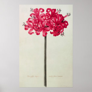 Amaryllis Sarniensis oder Narzisse Poster