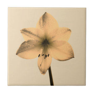 Amaryllis sepia fliese