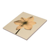 Amaryllis sepia fliese (Seite)