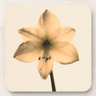 Amaryllis sepia getränkeuntersetzer