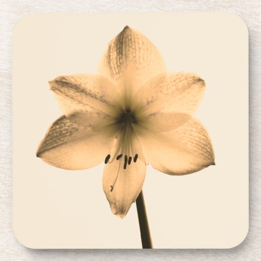 Amaryllis sepia getränkeuntersetzer (Vorderseite)