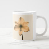 Amaryllis sepia Jumbo-Tasse (Rechts)