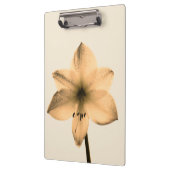 Amaryllis sepia klemmbrett (Links)