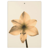 Amaryllis sepia klemmbrett (Rückseite)