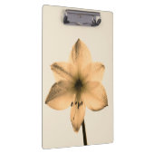 Amaryllis sepia klemmbrett (Rechts)