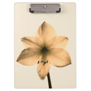 Amaryllis sepia klemmbrett