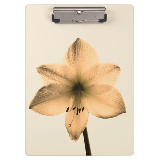 Amaryllis sepia klemmbrett (Vorderseite)