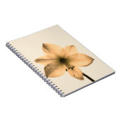 Amaryllis sepia notizblock (Rechte Seite)
