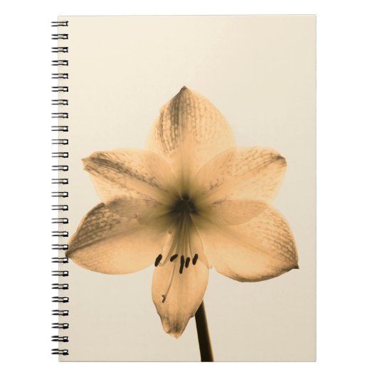 Amaryllis sepia notizblock (Vorderseite)
