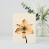 Amaryllis sepia postkarte (Stehend Vorderseite)