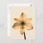 Amaryllis sepia postkarte (Vorne/Hinten)