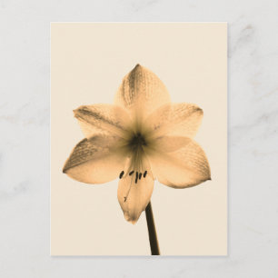 Amaryllis sepia postkarte