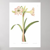 Amaryllis solandriflora poster (Vorne)