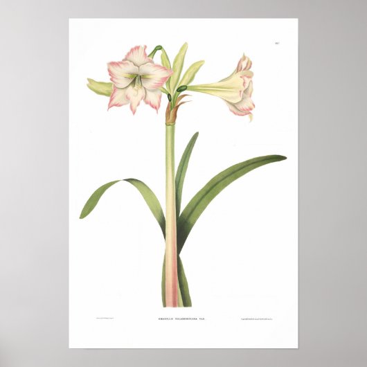 Amaryllis solandriflora poster (Vorne)