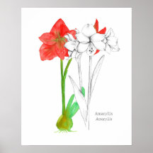 Amaryllis Sprache der Blume Botanische Pflanze Kun