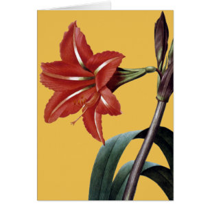 Amaryllis Striped