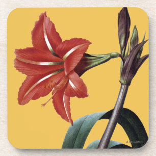 Amaryllis Striped Getränkeuntersetzer