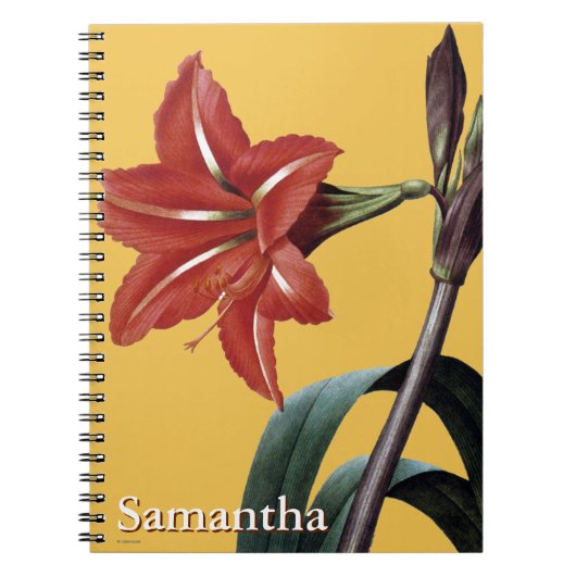 Amaryllis Striped Notizblock (Vorderseite)
