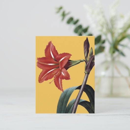 Amaryllis Striped Postkarte (Stehend Vorderseite)