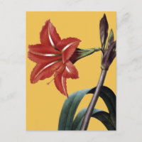 Amaryllis Striped