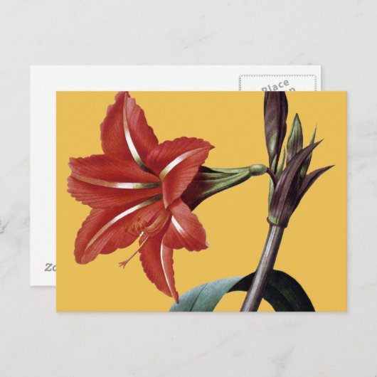 Amaryllis Striped Postkarte (Vorne/Hinten)