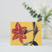 Amaryllis Striped Postkarte (Stehend Vorderseite)