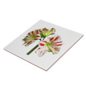 Amaryllis Sydney Fliese (Seite)