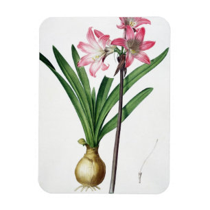 Amaryllis-Tollkirsche, von "Les Liliacees", engrav Magnet