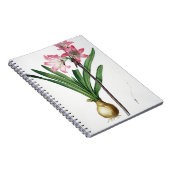 Amaryllis-Tollkirsche, von "Les Liliacees", engrav Notizblock (Rechte Seite)