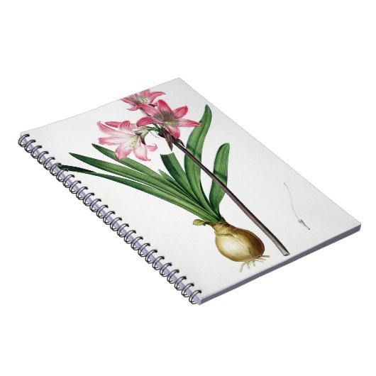 Amaryllis-Tollkirsche, von "Les Liliacees", engrav Notizblock (Rechte Seite)