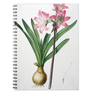 Amaryllis-Tollkirsche, von "Les Liliacees", engrav Notizblock