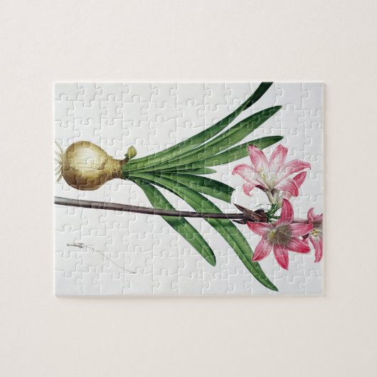 Amaryllis-Tollkirsche, von "Les Liliacees", engrav Puzzle (Horizontal)