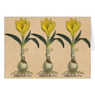 Amaryllis Tulip Botanischer Garten Blume