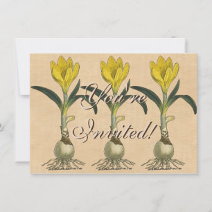 Amaryllis Tulip Botanischer Garten Blume Einladung
