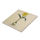 Amaryllis Tulip Botanischer Garten Blume Fliese (Seite)