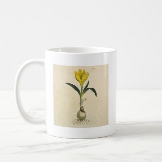 Amaryllis Tulip Botanischer Garten Blume Kaffeetasse (Links)