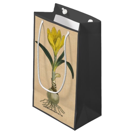 Amaryllis Tulip Botanischer Garten Blume Kleine Geschenktüte (Vorderseite Schrägansicht)