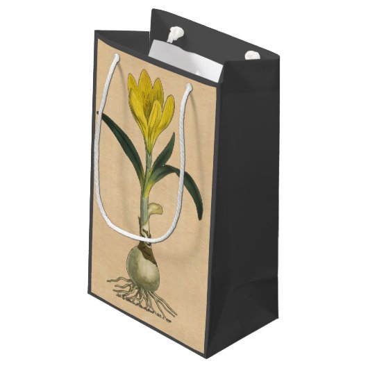 Amaryllis Tulip Botanischer Garten Blume Kleine Geschenktüte (Rückseite Schrägansicht)