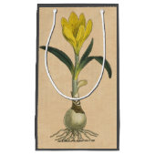Amaryllis Tulip Botanischer Garten Blume Kleine Geschenktüte (Vorderseite)