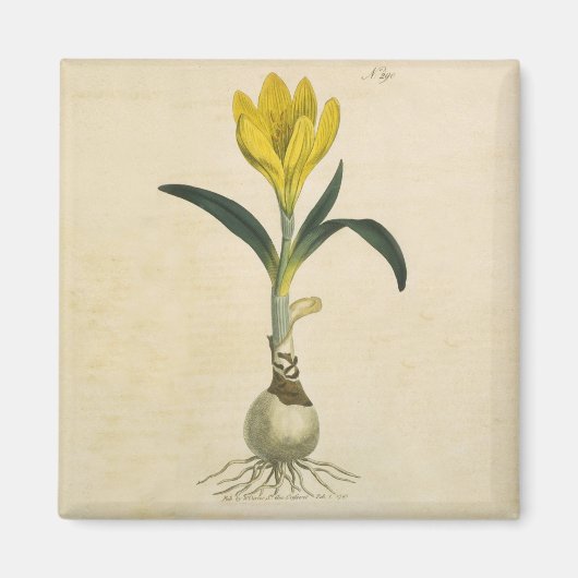 Amaryllis Tulip Botanischer Garten Blume Magnet (Vorne)