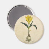 Amaryllis Tulip Botanischer Garten Blume Magnet (Vorderseite/Rückseite)