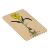 Amaryllis Tulip Botanischer Garten Blume Magnet (Rechte Seite)