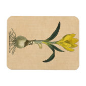 Amaryllis Tulip Botanischer Garten Blume Magnet (Horizontal)