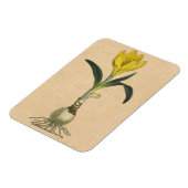 Amaryllis Tulip Botanischer Garten Blume Magnet (Linke Seite)