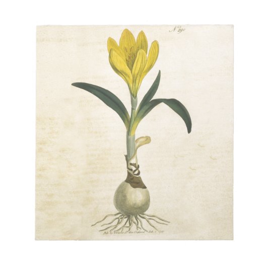 Amaryllis Tulip Botanischer Garten Blume Notizblock (Vorderseite)