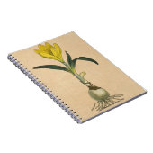 Amaryllis Tulip Botanischer Garten Blume Notizblock (Rechte Seite)