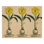 Amaryllis Tulip Botanischer Garten Blume Poster (Vorderseite)