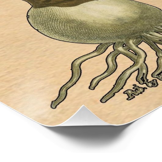 Amaryllis Tulip Botanischer Garten Blume Poster (Ecke)