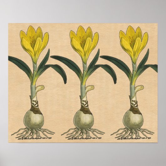 Amaryllis Tulip Botanischer Garten Blume Poster (Vorne)