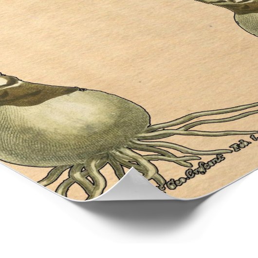 Amaryllis Tulip Botanischer Garten Blume Poster (Ecke)